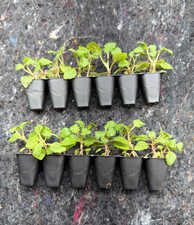 12x verbena bonariensis plug - bonariensis,