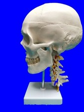 Life size human - life, skull