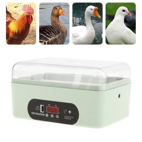 Chicken eggs incubator - eggs,