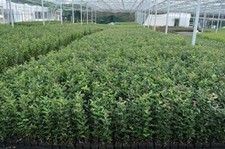 [x20] Holly Hedging Shrubs |