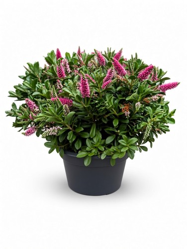 Pink flowering hebe shrub - shrub, 5l