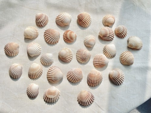 Lot cockle shells - lot, of