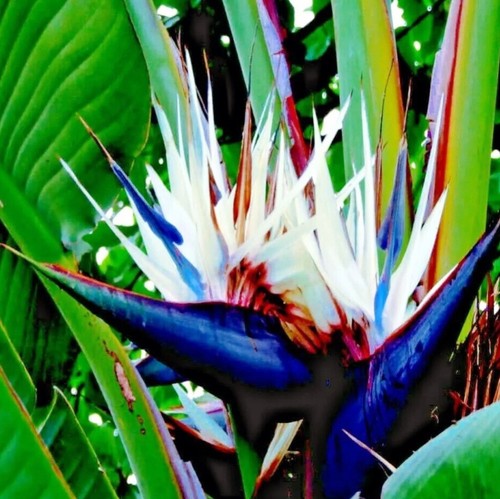 Giant white bird paradise - white,