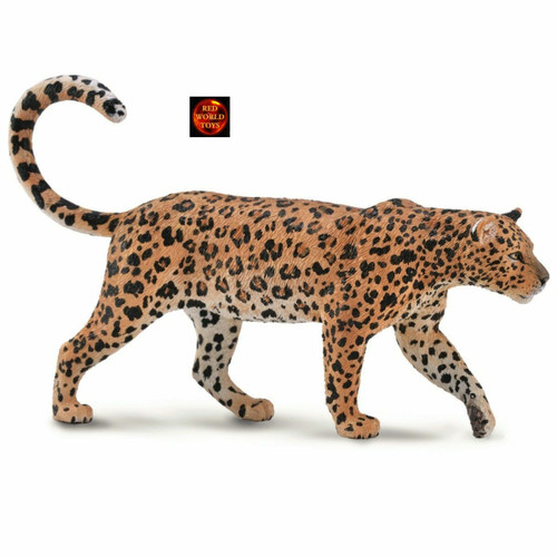 African leopard - african,