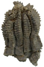 Triassic Encrinus liliiformis