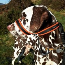 2Posh2Pull Original Headcollar