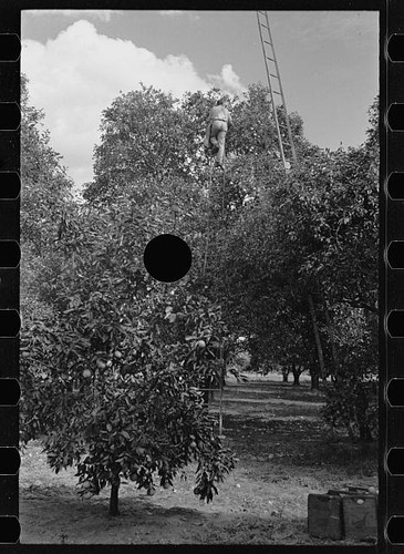 Photo florida polk county - photo:florida,