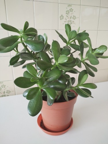 Jade money plant 15cm pot - in,