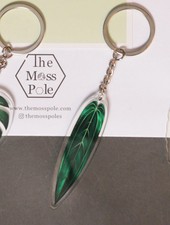 Anthurium Warocqueanum