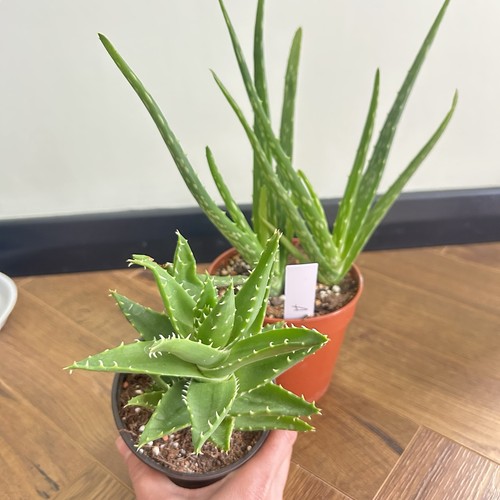Mature succulent bundle - mature, bundle: