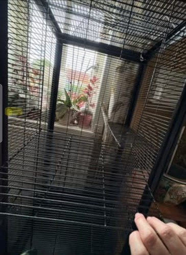 Chinchilla parrot chipmunk rat - parrot,