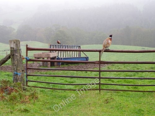 Photo 6x4 pheasants - 6x4,