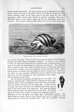 Original Old Antique Print