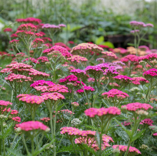 Or 10 achillea - 6,