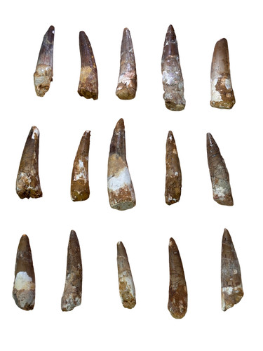 Spinosaurus dinosaur teeth - spinosaurus,