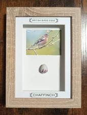 Framed British Birds Eggs