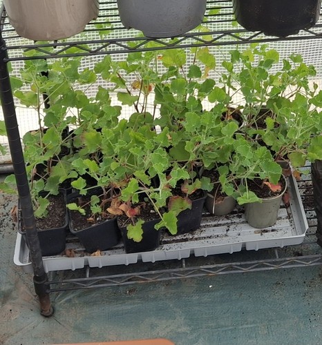 Pelargonium cola odorata - cola,