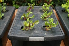 Kratky Hydroponics Growing box with net pot for 6 plants