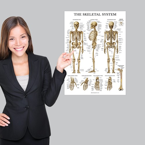 Skeletal system - uk✨,