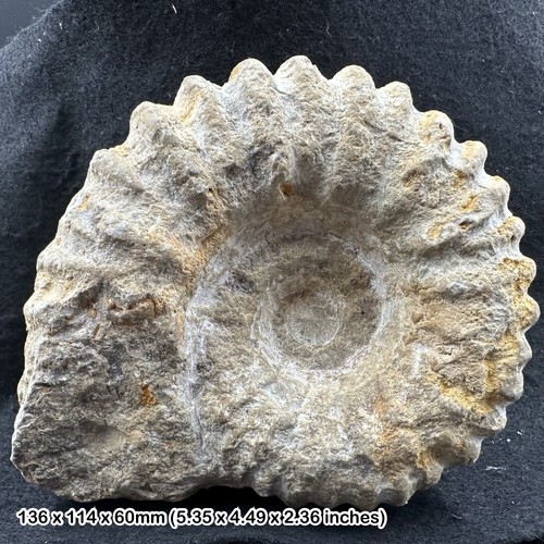 Mantelliceras ammonite fossil - mantelliceras,