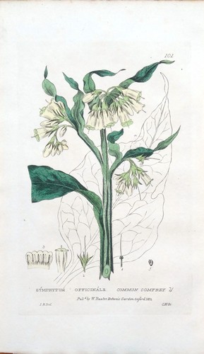 Antique botanical print common - print,