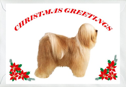 Tibetan terrier dog - tibetan,