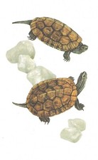 Vintage terrapin print, book plate, reptile art