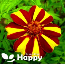 FRENCH MARIGOLD - DANDY STRIPED 150 SEEDS - Tagetes patula nana - ANNUAL FLOWER