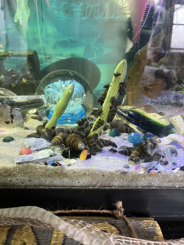 Live freshwater aquarium - freshwater,