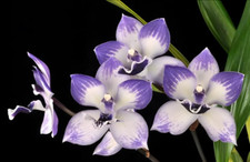Zygonisia cynosure blue - zygonisia,