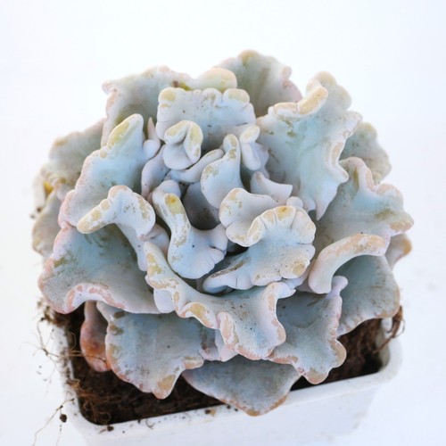 Echeveria crispate beauty 8cm - crispate,