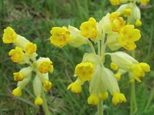 3X PRIMULA VERIS COWSLIP HARDY