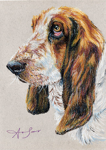Basset hound dog - hound,