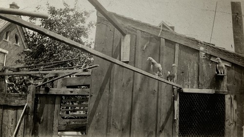 Vintage photo barnyard scene - vintage,