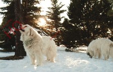 Picture Postcard- Dog, Pyrenean Mountain Dog