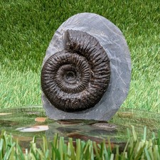 Free standing dactylioceras
