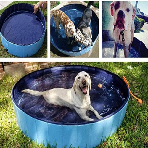 Pet pool dog swimming - dog,