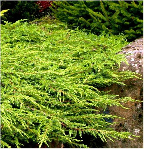 Dwarf conifer juniperus - [x3],