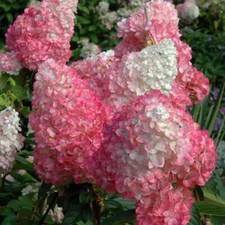 Hydrangea Pink  flowering