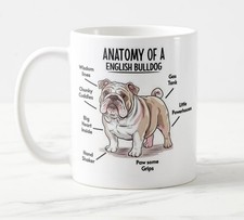 Anatomy of a English Bulldog -