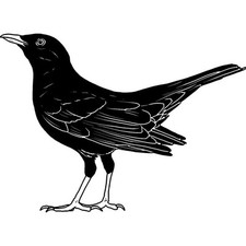 'Blackbird' Unmounted Rubber Stamp (RS035699)