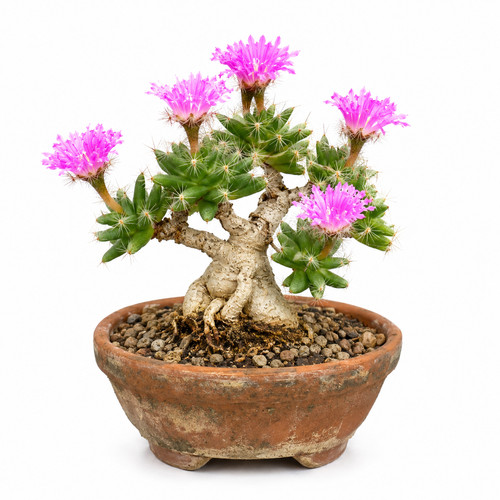 Trichodiadema densum seeds - densum,