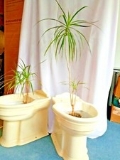 A Pair of Garden Planters B.C. Sanitan Edwardian Style cracked Toilet Pans