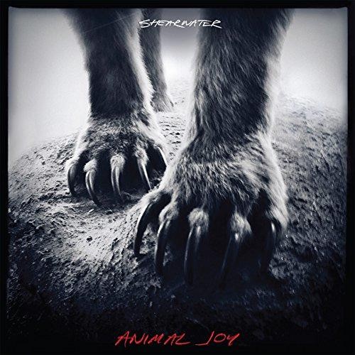 Animal joy shearwater - joy,