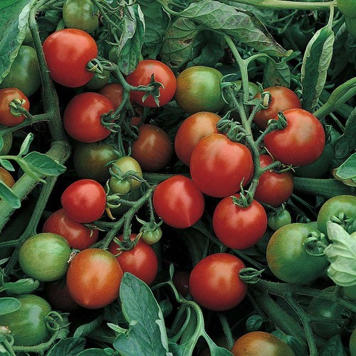 Thompson morgan tomato - thompson,