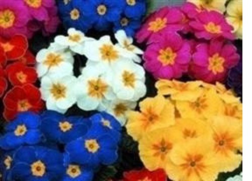 Primrose dania mixed - 20, f1