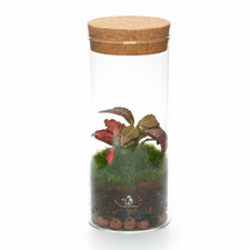 Small Ready Made Terrarium