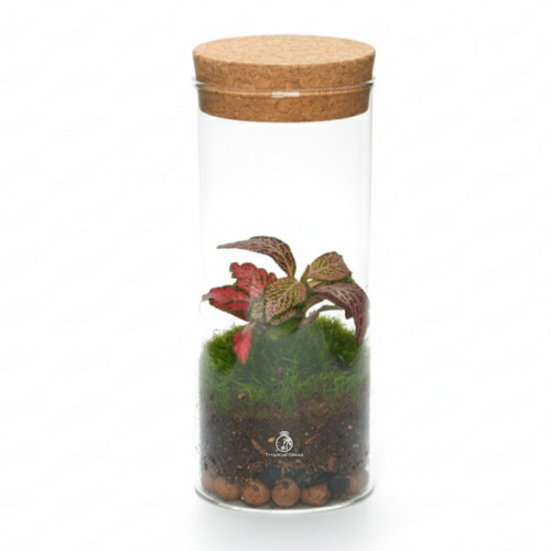 Small ready made terrarium - small,