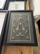 The Green Collection -