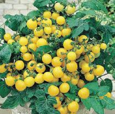 6 Trailing Tomato Tumbling Tom